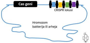 cas geni, crispr lokusi, hromozom, bakterije, arheje