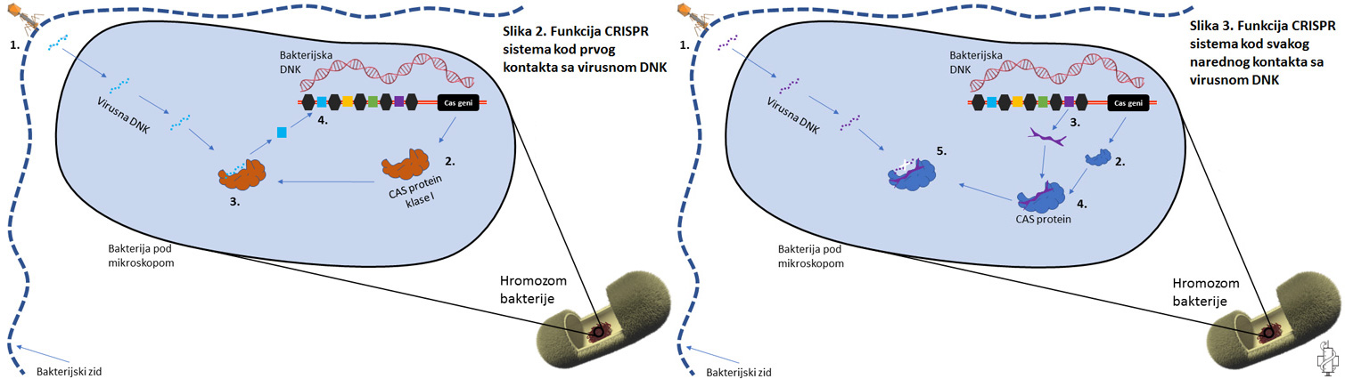 crispr cas9