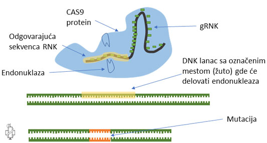 cas9, grnk, endonukleza, mutacija, crispr cas9