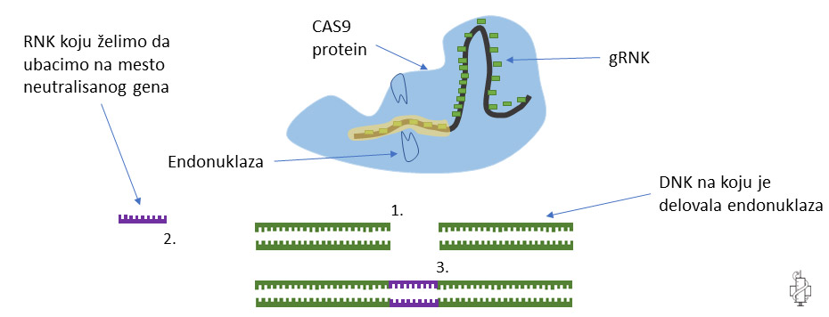 crispr cas9