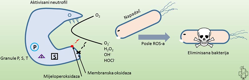 neutrofil, granule, primarne, sekundarne, tercijarne, reaktivni kiseonični radikal, mijeloperoksidaza, bakterija