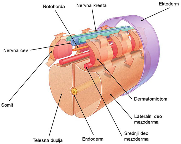 notohorda, nervna kresta, ektoderm, nervna cev, somiti, dermatomiotom, endoderm