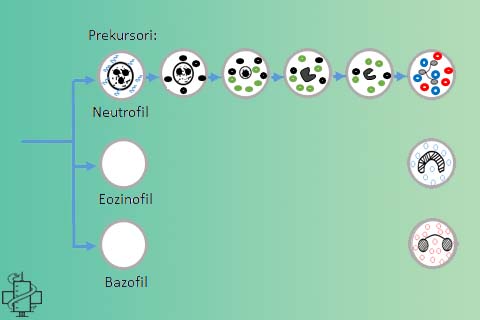 Sazrevanje leukocita, neutrofili, eozinofili, bazofili, maticna celija