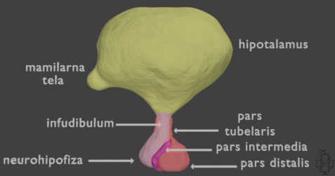 Anatomija hipofize