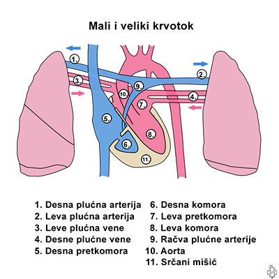 anatomija srca, srce, mali krvotok, veliki krvotok, komore, pretkomore, plucne vene, plucna arterija