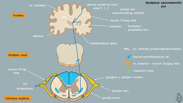 Spinotalamički put, putevi povrsnog senzibiliteta, prednjispinotalamički put, spoljašnji spinotalamički put, tractus spinothalamicus anterior, tractus spinothalamicus lateralis, neuron prvog reda, neuron drugog reda, neuron treceg reda, vpl, talamus, glavna senzitivna kora, korteks, kicmena mozdina, pons, area 1, spinalni nerv, centralni nervni sistem, cns, gudović, edingerov put