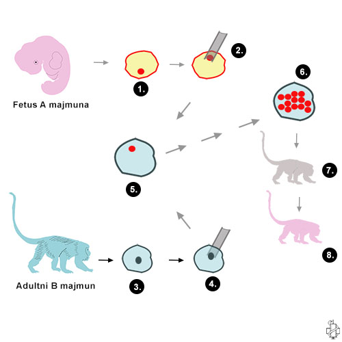 kloniranje, makaki majumuni, Zhong Zhong, Hua Hua